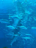 沖縄美ら海水族館に投稿された画像（2026/5/30）