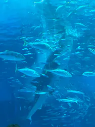 沖縄美ら海水族館に投稿された画像（2026/5/30）
