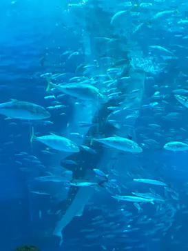 沖縄美ら海水族館に投稿された画像（2026/5/30）