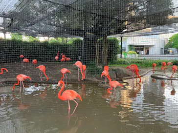 恩賜上野動物園に投稿された画像（2026/5/30）