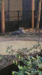 恩賜上野動物園に投稿された画像（2026/5/30）