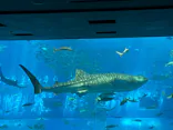 沖縄美ら海水族館に投稿された画像（2026/5/30）