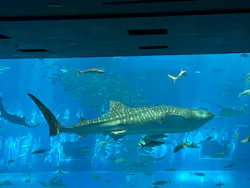 沖縄美ら海水族館に投稿された画像（2026/5/30）