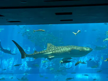 沖縄美ら海水族館に投稿された画像（2026/5/30）