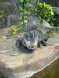 恩賜上野動物園に投稿された画像（2026/5/31）