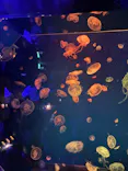 名古屋港水族館に投稿された画像（2026/5/31）