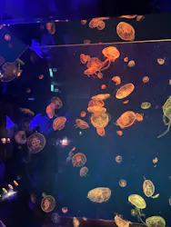 名古屋港水族館に投稿された画像（2026/5/30）