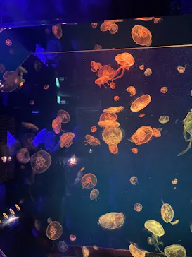 名古屋港水族館に投稿された画像（2026/5/30）