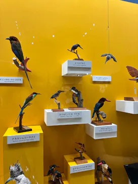 特別展「鳥 ～ゲノム解析が解き明かす新しい鳥類の系統～」に投稿された画像（2026/5/30）