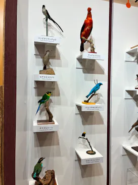 特別展「鳥 ～ゲノム解析が解き明かす新しい鳥類の系統～」に投稿された画像（2026/5/30）