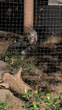 恩賜上野動物園に投稿された画像（2026/5/31）