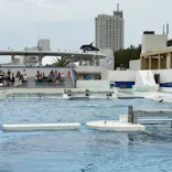 鴨川シーワールドに投稿された画像（2026/5/31）
