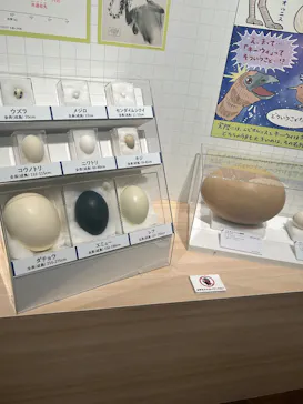 特別展「鳥 ～ゲノム解析が解き明かす新しい鳥類の系統～」に投稿された画像（2026/5/31）