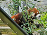 名古屋市東山動植物園に投稿された画像（2026/5/31）
