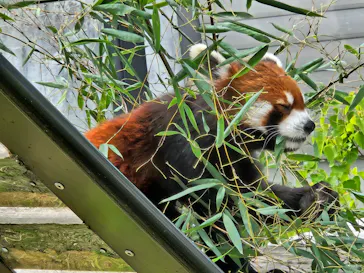 名古屋市東山動植物園に投稿された画像（2026/5/31）