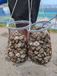 金田みたて海岸潮干狩り場に投稿された画像（2026/5/31）