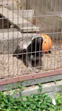 名古屋市東山動植物園に投稿された画像（2026/5/31）