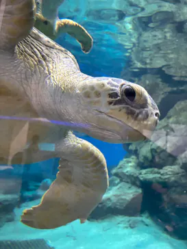 名古屋港水族館に投稿された画像（2026/5/31）
