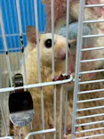 いきもの探検隊上尾に投稿された画像（2026/5/31）