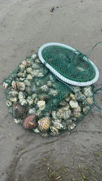 金田みたて海岸潮干狩り場に投稿された画像（2026/5/31）