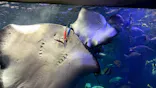 大分マリーンパレス水族館 「うみたまご」に投稿された画像（2026/5/31）