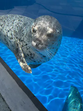 大分マリーンパレス水族館 「うみたまご」に投稿された画像（2026/5/31）