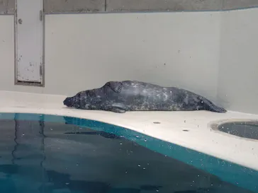 大分マリーンパレス水族館 「うみたまご」に投稿された画像（2026/5/31）