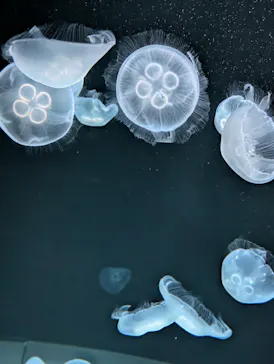 サンシャイン水族館に投稿された画像（2026/5/31）