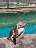 伊豆・三津シーパラダイスに投稿された画像（2026/5/31）