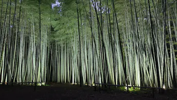 若竹の杜  若山農場に投稿された画像（2026/5/31）