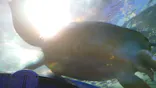 しながわ水族館に投稿された画像（2026/5/31）