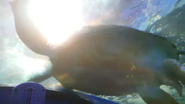 しながわ水族館に投稿された画像（2026/5/31）
