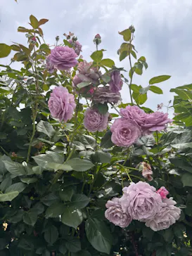 京成バラ園に投稿された画像（2026/5/31）