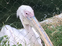 名古屋市東山動植物園に投稿された画像（2026/5/31）