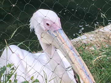 名古屋市東山動植物園に投稿された画像（2026/5/31）