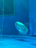 アクアワールド茨城県大洗水族館に投稿された画像（2026/5/31）