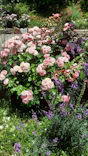 EnglishGardenローザンベリー多和田に投稿された画像（2026/5/31）