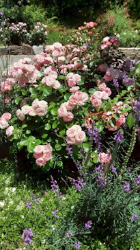 EnglishGardenローザンベリー多和田に投稿された画像（2026/5/31）