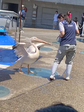 大分マリーンパレス水族館 「うみたまご」に投稿された画像（2026/5/31）