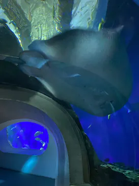 大分マリーンパレス水族館 「うみたまご」に投稿された画像（2026/5/31）