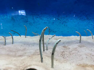 大分マリーンパレス水族館 「うみたまご」に投稿された画像（2026/5/31）