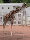多摩動物公園に投稿された画像（2026/5/31）