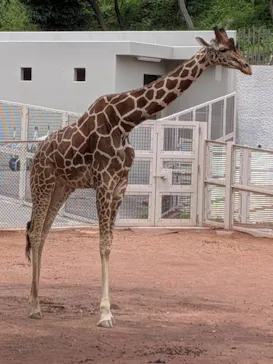 多摩動物公園に投稿された画像（2026/5/31）