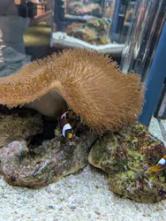 京都水族館に投稿された画像（2026/5/31）