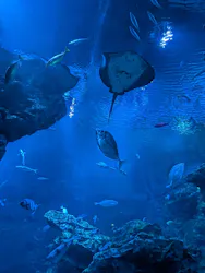 京都水族館に投稿された画像（2026/5/31）
