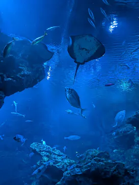 京都水族館に投稿された画像（2026/5/31）