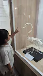 特別展「鳥 ～ゲノム解析が解き明かす新しい鳥類の系統～」に投稿された画像（2026/5/31）