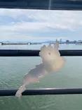レークウエストヨットクラブに投稿された画像（2026/5/31）