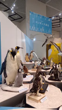特別展「鳥 ～ゲノム解析が解き明かす新しい鳥類の系統～」に投稿された画像（2026/5/31）