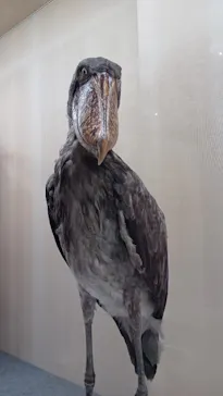 特別展「鳥 ～ゲノム解析が解き明かす新しい鳥類の系統～」に投稿された画像（2026/5/31）